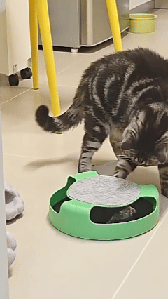 Cat_Hunting_Toy