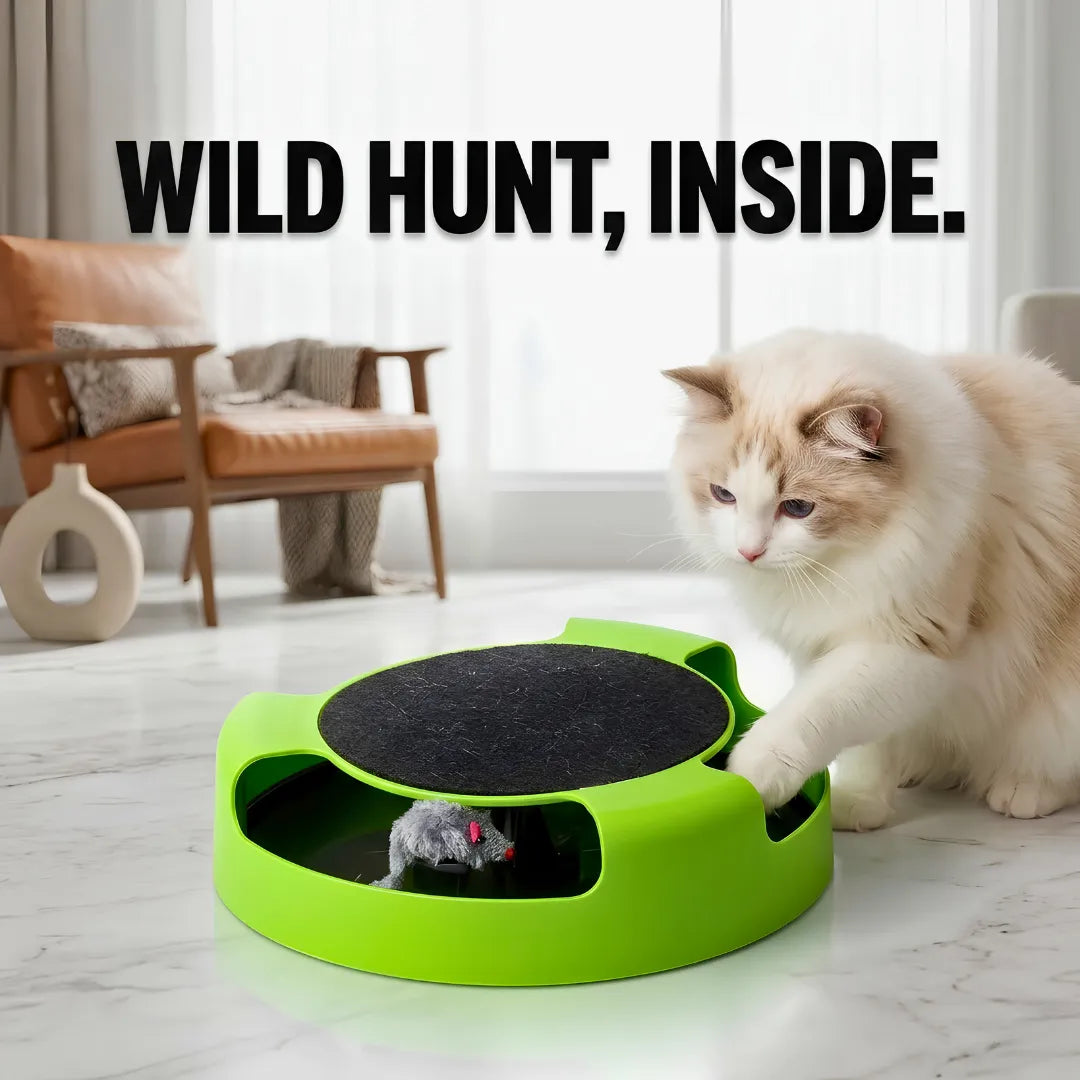 Cat playing with a green and black toy in a living room.