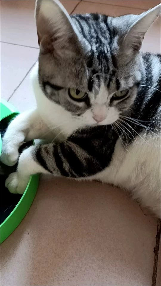 Cat lying on a tiled floor with a green object nearby