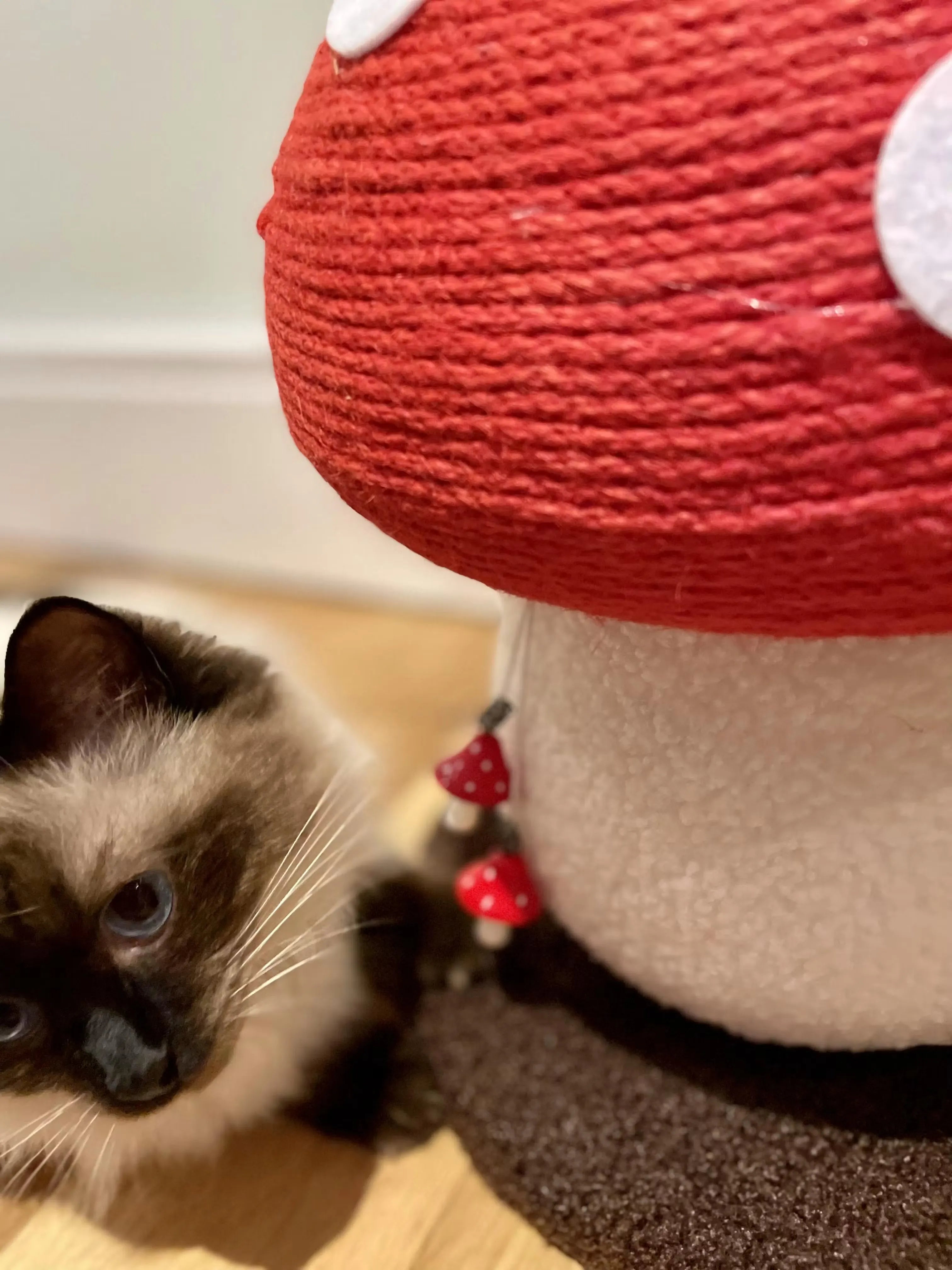 Felt_and_sisal_mushroom_cat_condo_tower_reviews_1
