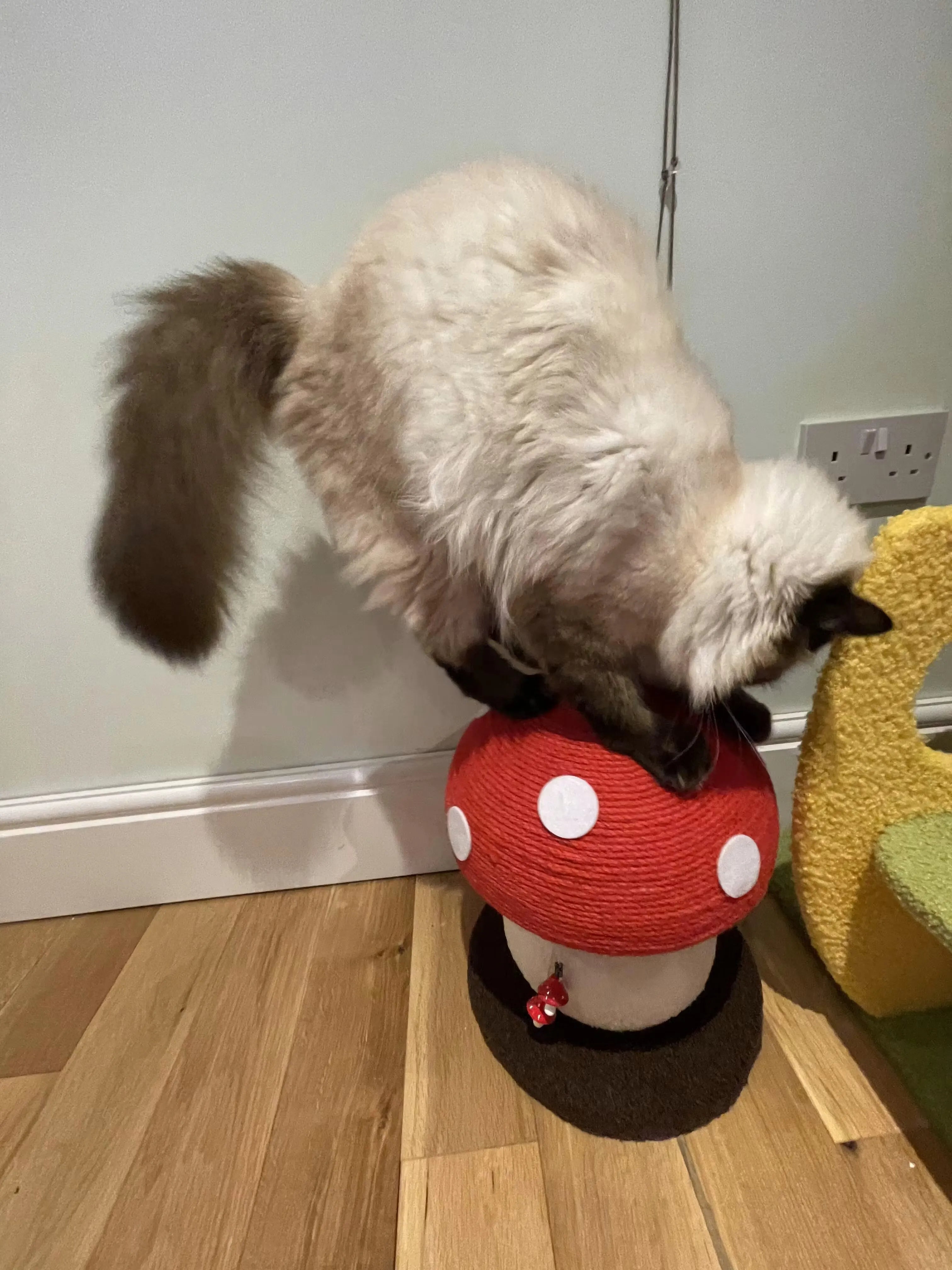 Felt_and_sisal_mushroom_cat_condo_tower_reviews_2