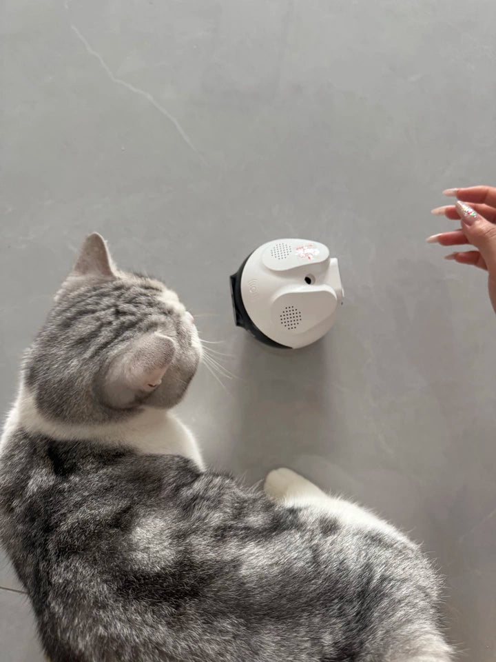 Cat looking at a white electronic device on a gray wall