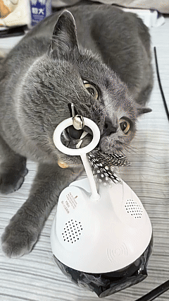Pet_Monitoring_Robot