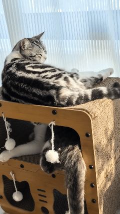  Nest Villa Large Space Cat Cave Bed