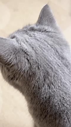 Self Cleaning Cat Brush