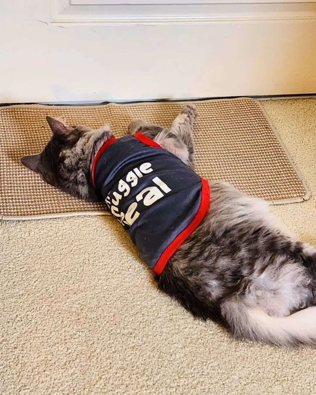 cat scratch protector sofa