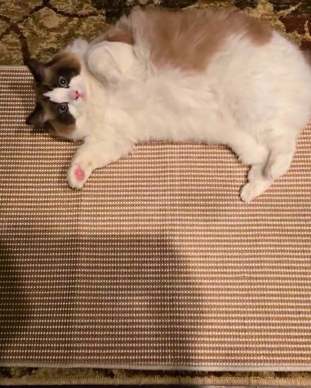 furniture protector cat scratch