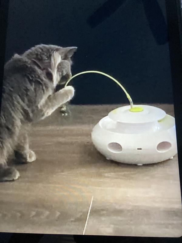 Cat toy to free up hands