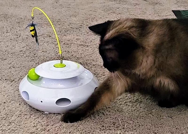 3 in 1 butterfly cat toy