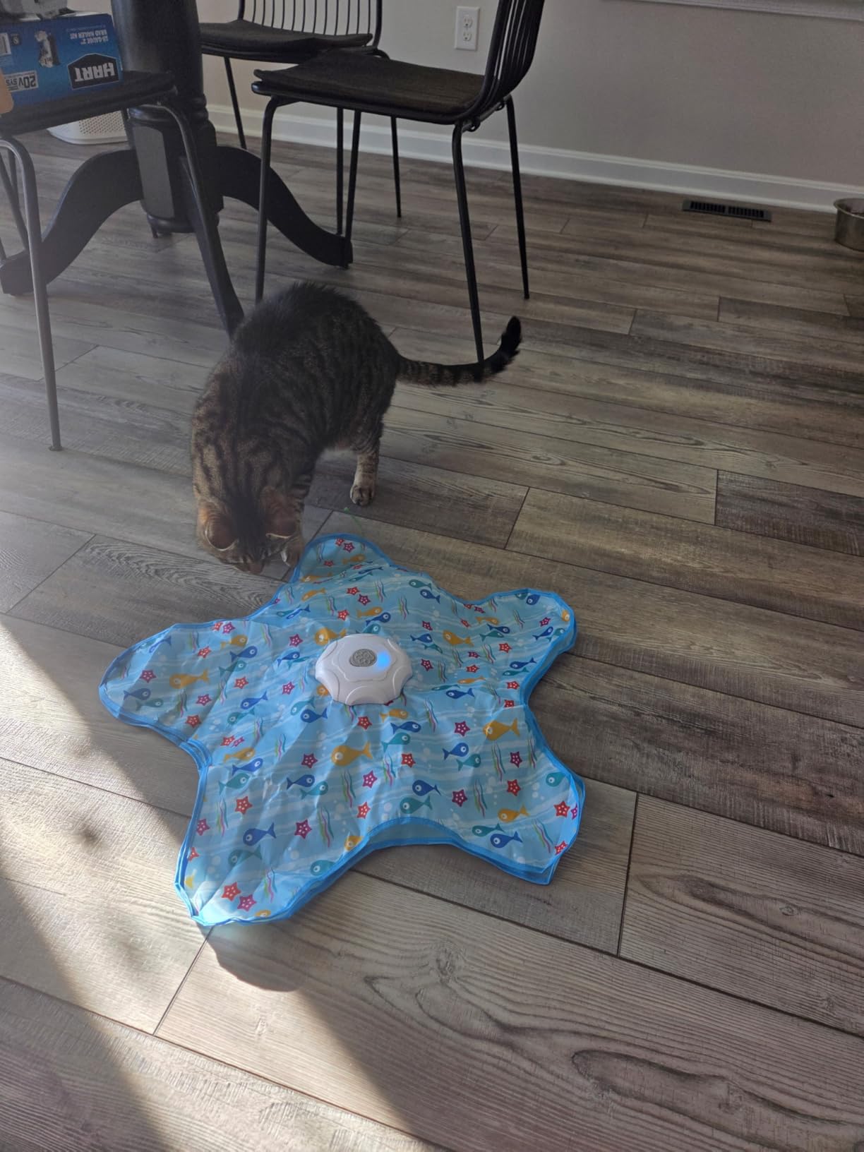 carpet safe moving cat toy