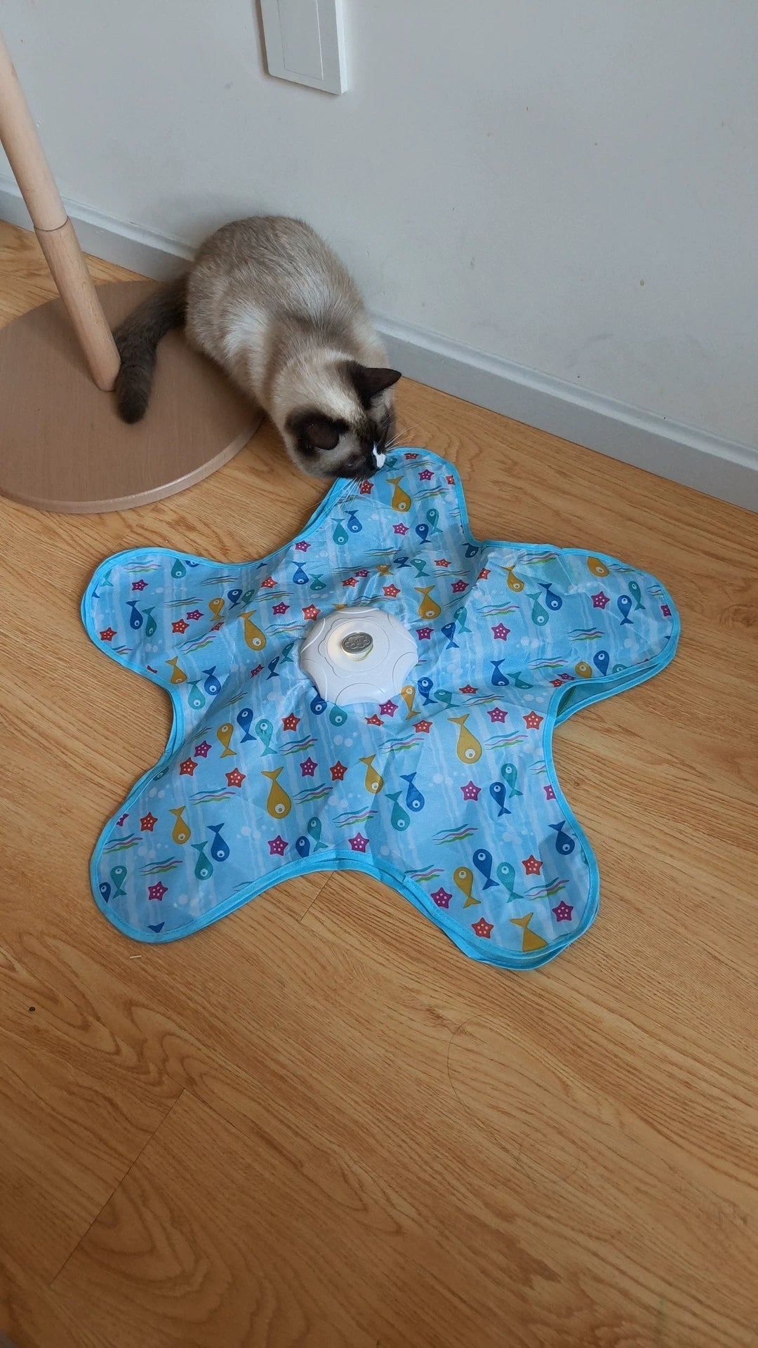 multi cat interactive toys