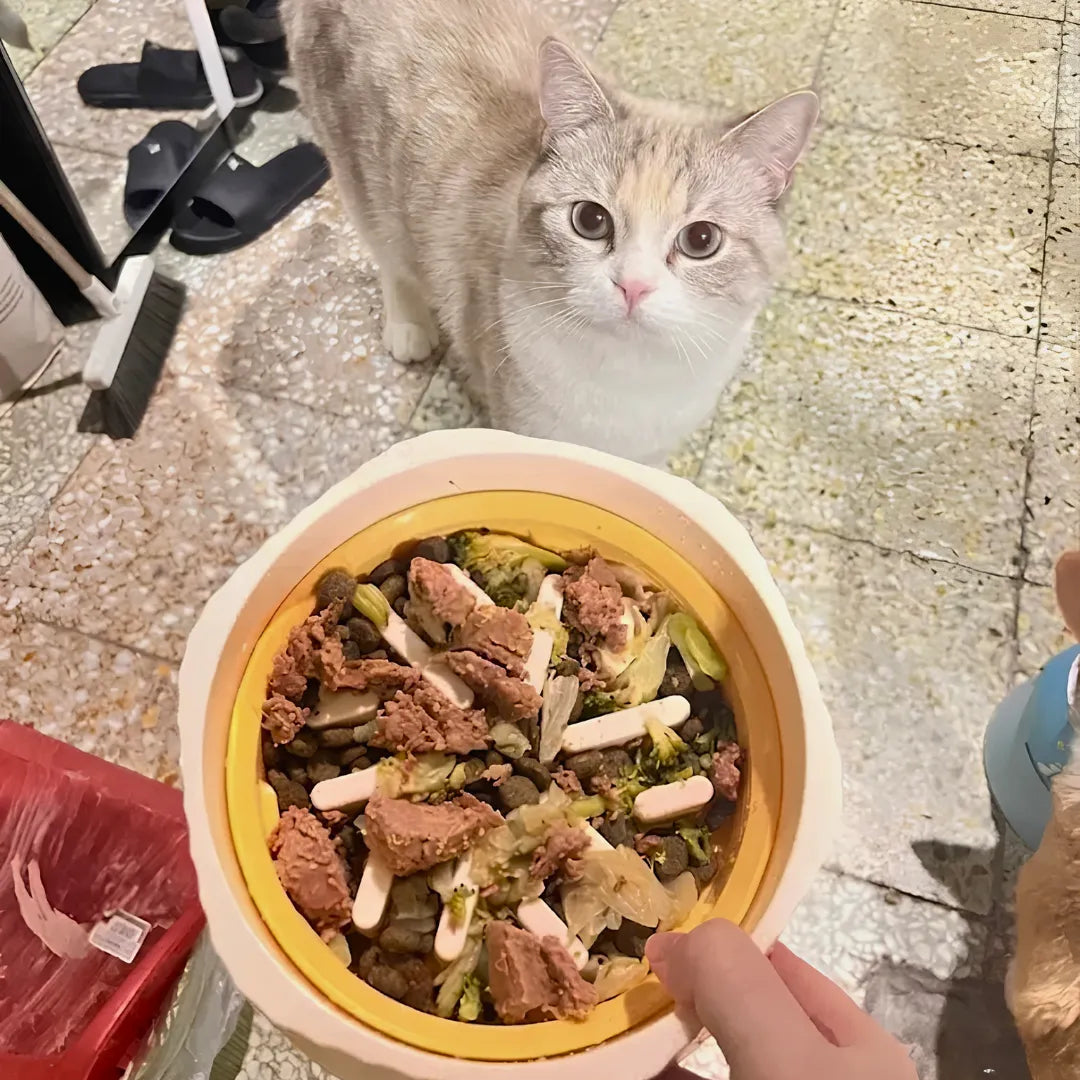 Cat looking at a bowl of food held by a person on a concrete surface