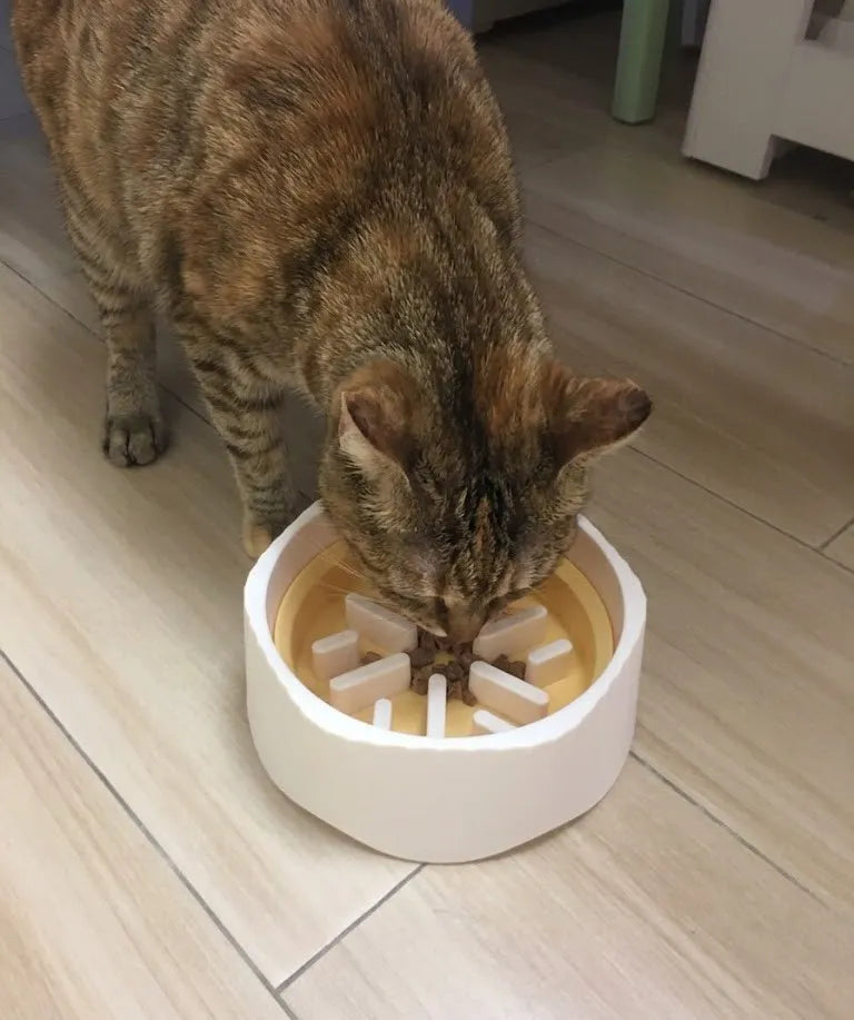 Cat drinking from a white pet bowl on a wooden floor