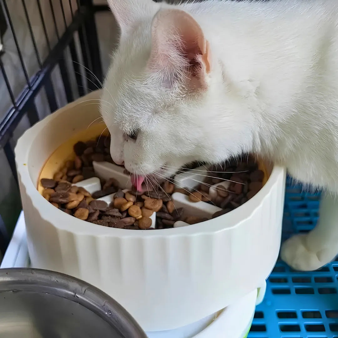 White cat eating from a white bowl filled with pet food.