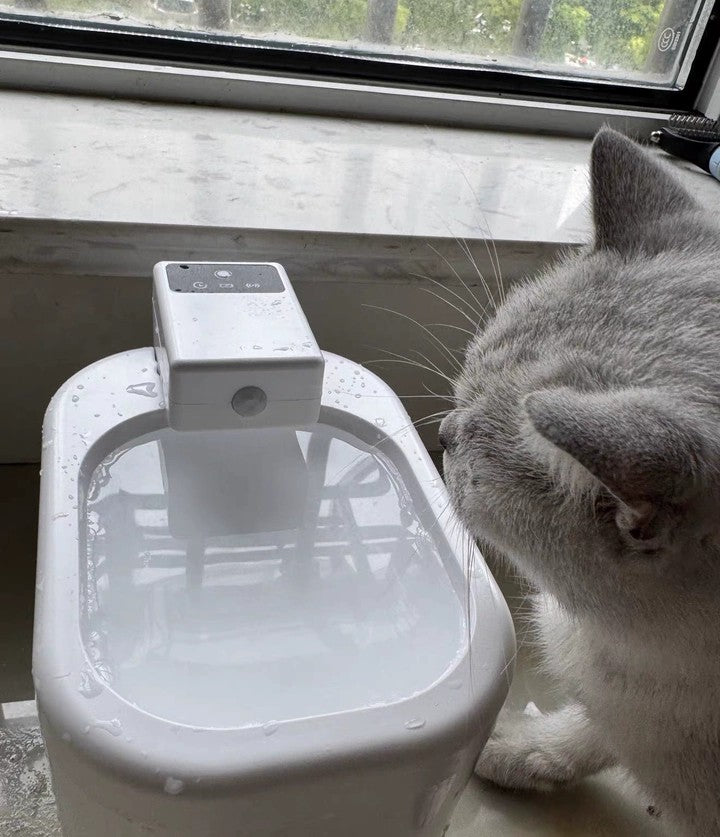 Cat interacting with a pet water fountain near a window